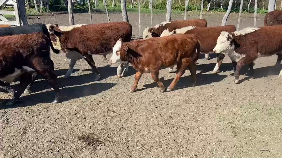 Lote 40 Terneros/as en Durazno, Entre Ríos