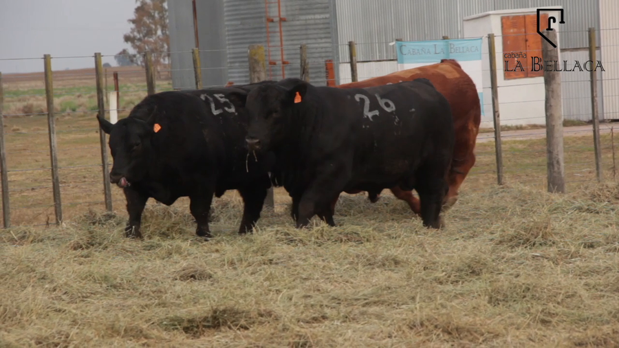 Lote TOROS PUROS CONTROLADOS