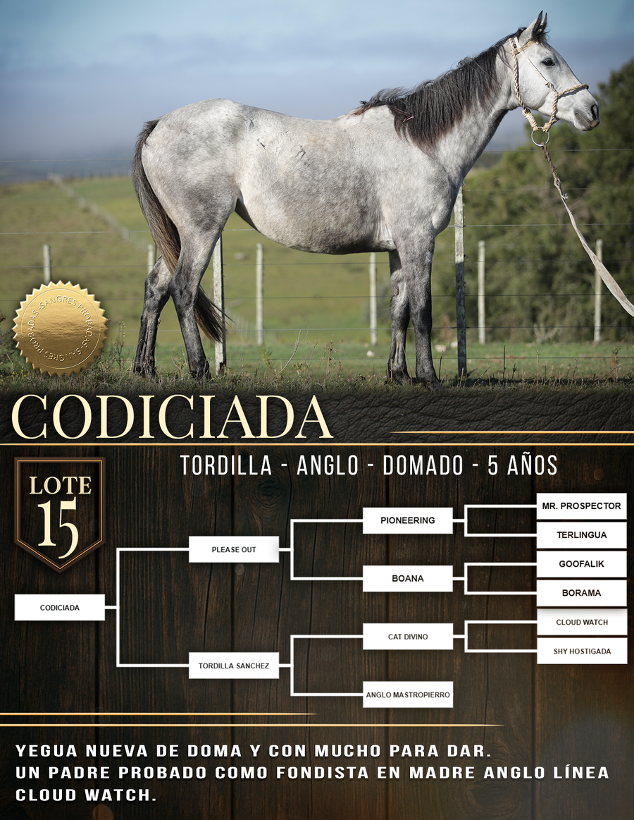 Lote CODICIADA