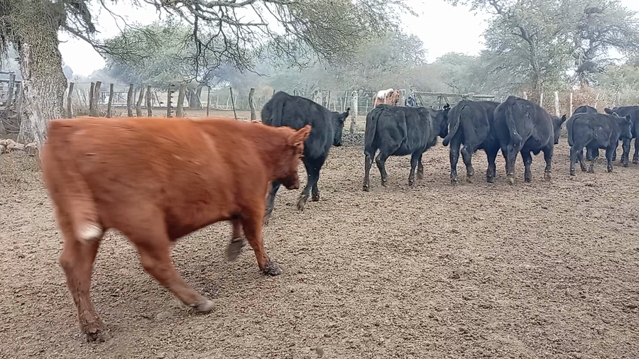 Lote 70 Terneros/as en Entre Ríos, Conscripto Bernardi