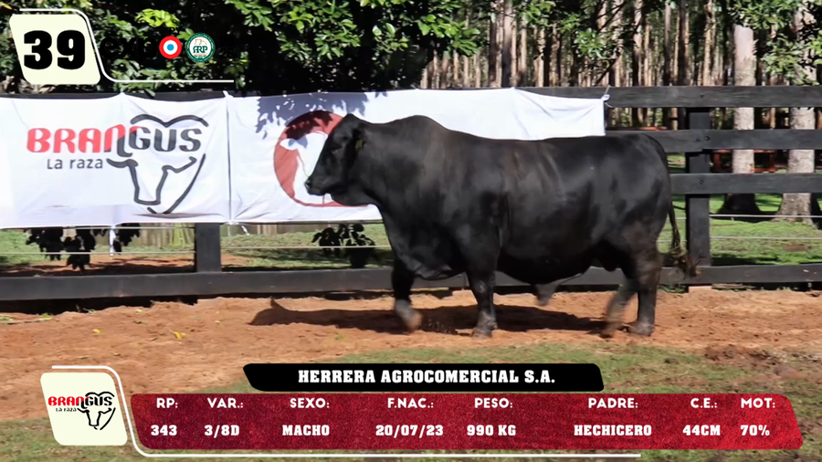 Lote LOTE 39