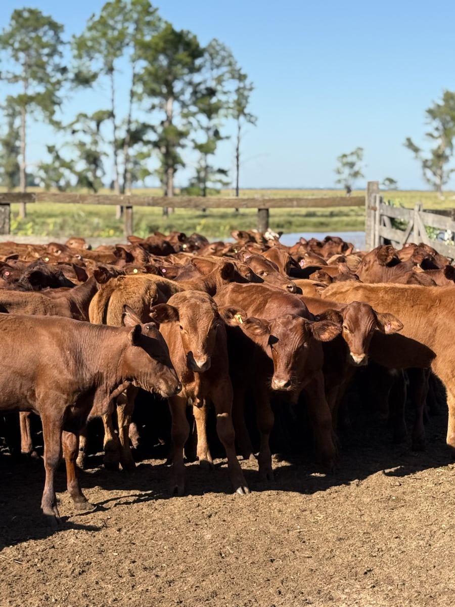Lote 144 Terneros/as en Corrientes, Alvear