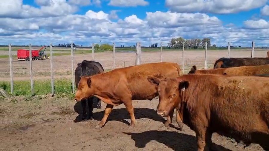 Lote 66 Terneros en 9 de Julio, Buenos Aires