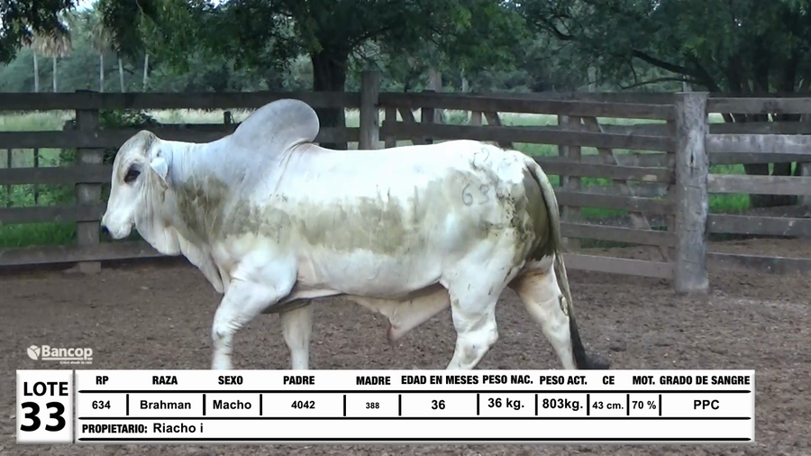 Lote Lote 33