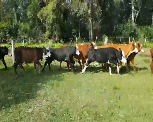 Lote 60 Terneros en Esquina, Corrientes