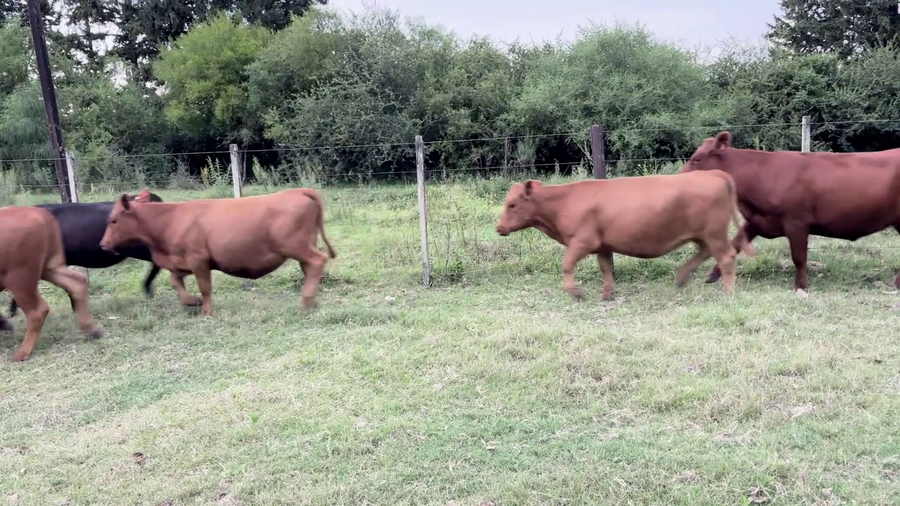 Lote VAQUILLONAS 1 A 2 AÑOS