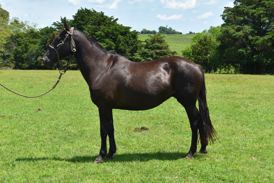 Lote RP 199 - MARINA DEL BURUCUYA