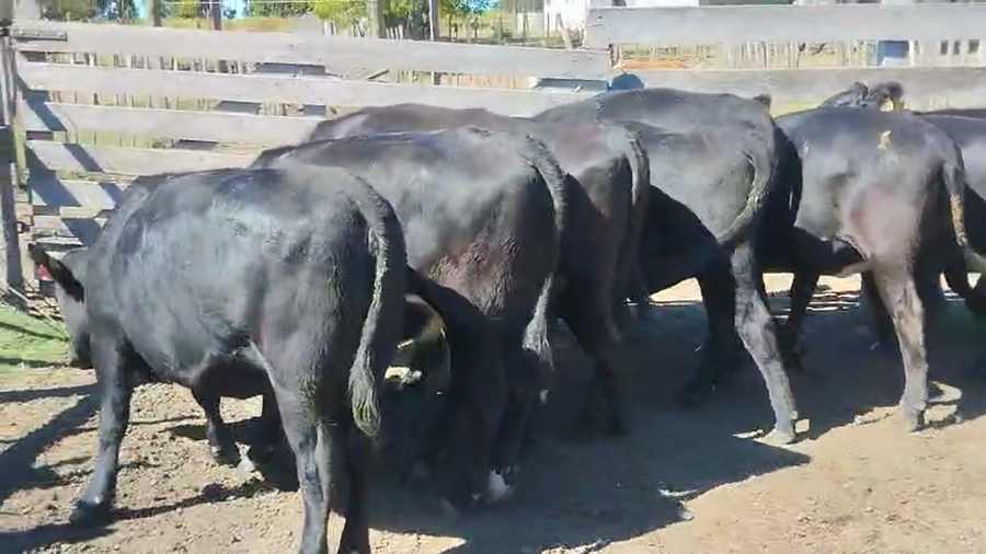 Lote 9 Vaquillonas  a remate en Pantalla Camy - Aniversario 31 Años, San José