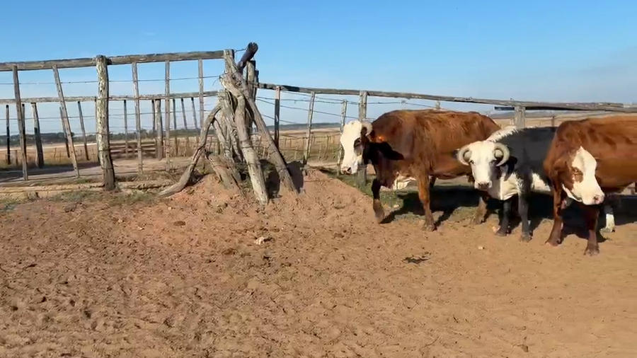 Lote 38 Vacas p/ invernar