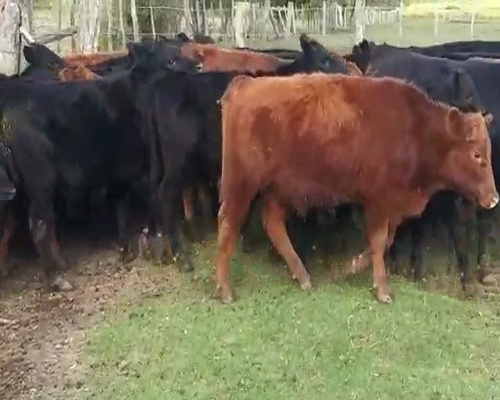 Lote 60 Terneros en Villaguay, Entre Ríos