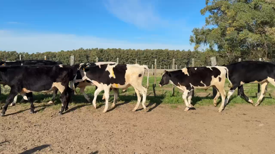 Lote NOVILLOS 1 a 2 AÑOS