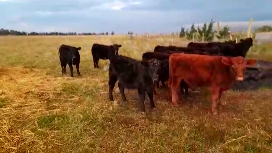 Lote 16 Terneros en Benito Juárez, Buenos Aires