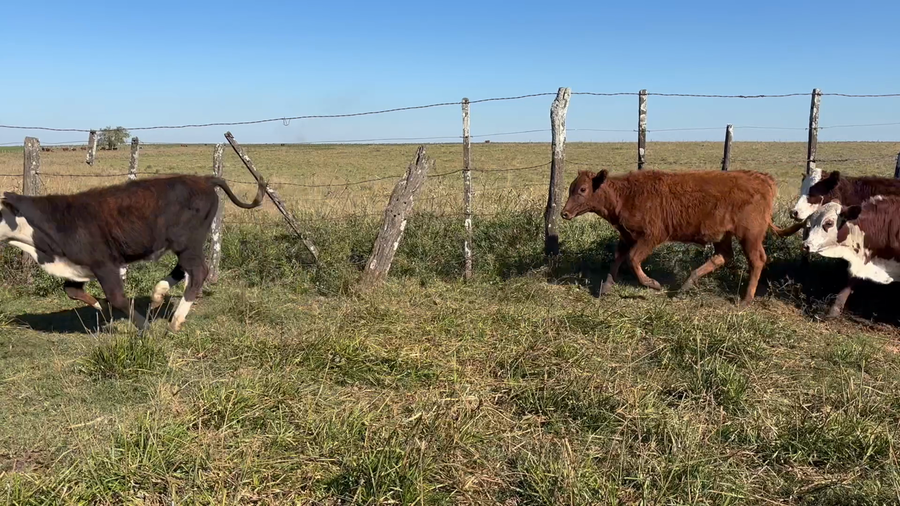 Lote 70 Terneros en Corrientes, Santo Tomé