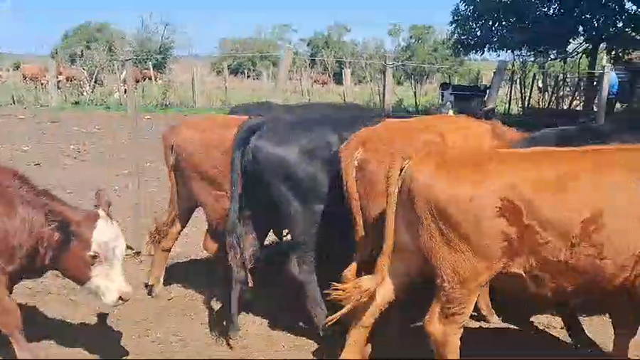 Lote 9 terneras cruzas