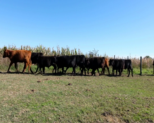Lote Terneros Angus en Pedernales, Roque Perez, PBA.-