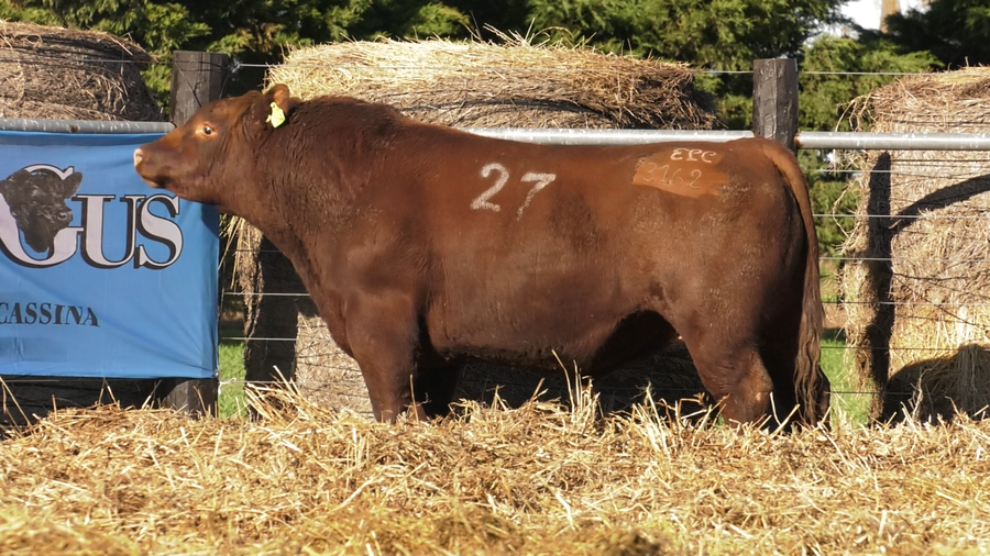 Lote TOROS ANGUS PURO CONTROLADO