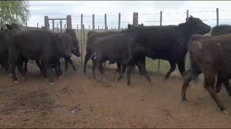 Lote 45 Terneros en Lincoln, Buenos Aires