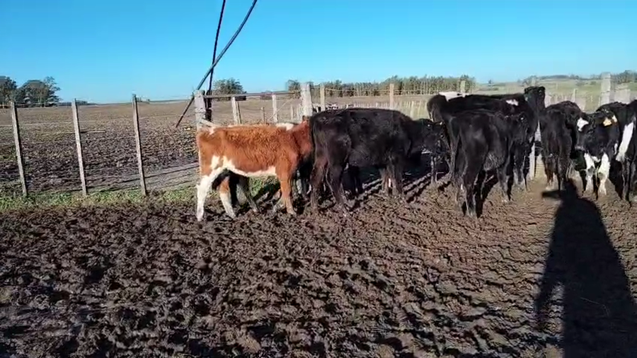 Lote 10 Terneros y Terneras Cr a remate en Pantalla Camy en Carreton