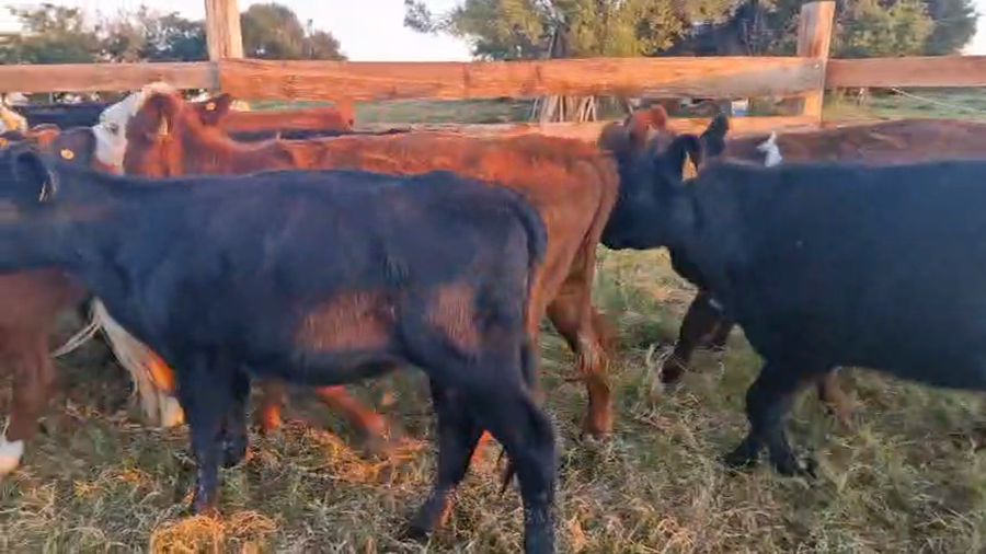 Lote 20 Vaquillonas  a remate en Pantalla Camy, San José