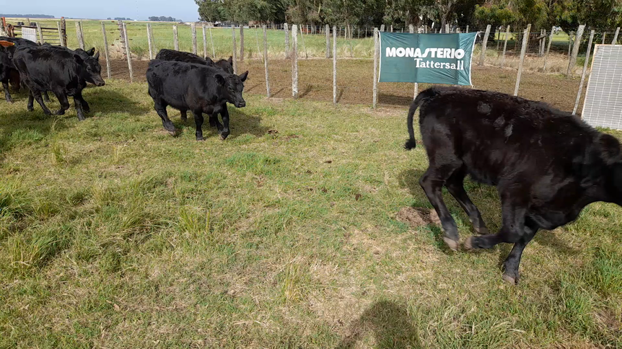 Lote 37 Terneros/as en Benito Juarez