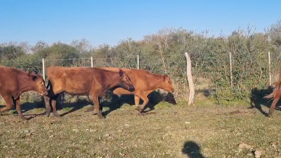 Lote 70 Terneros en Corrientes, Curuzú-Cuatiá