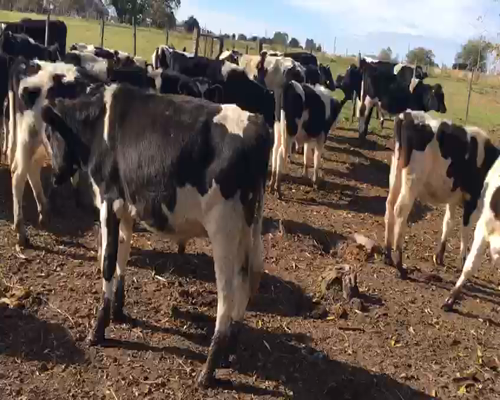 Lote 27 Terneros HOLANDO 150kg - , San José