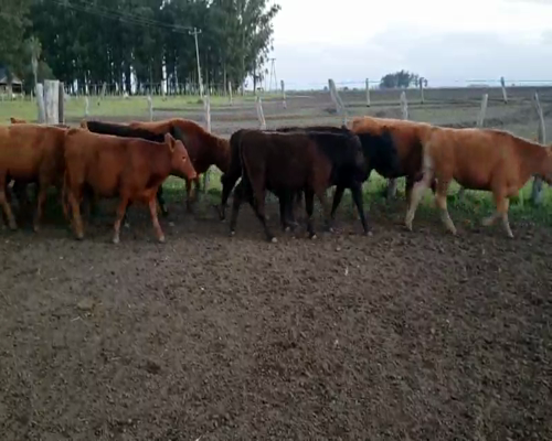 Lote 65 Terneros en San Salvador, Entre Ríos