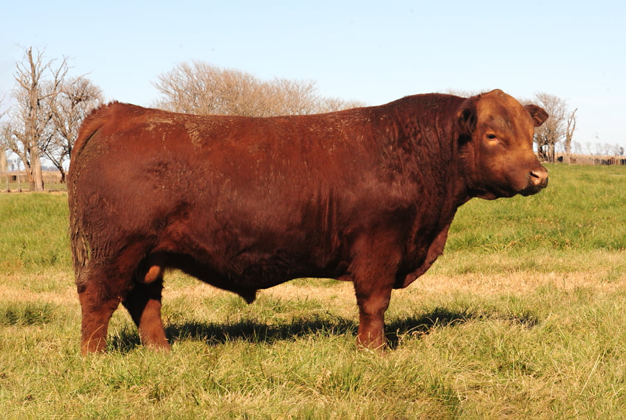 Lote Toros PP Destacados