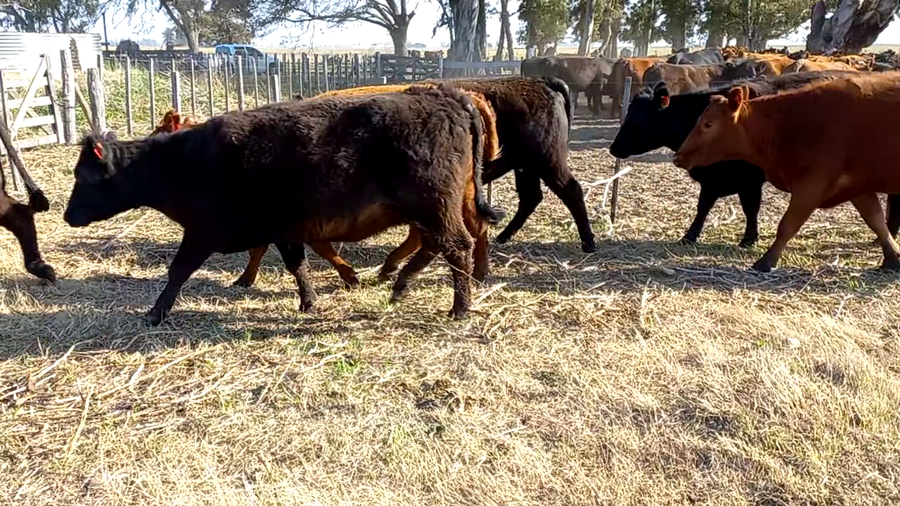 Lote 16 Vacas nuevas C/ gtia de preñez en Buenos Aires, Daireaux