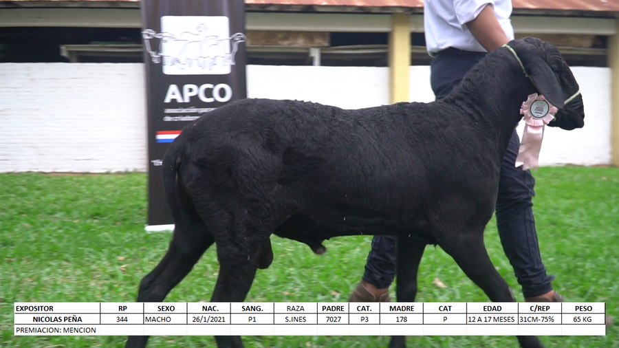 Lote Santa Inés Expo Internacional 2022 - Lote 8