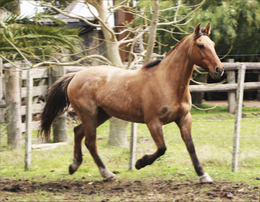 Lote Santa Gloria 181
