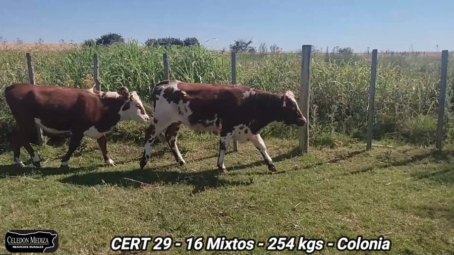 Lote 16 Terneros y Terneras en Colonia