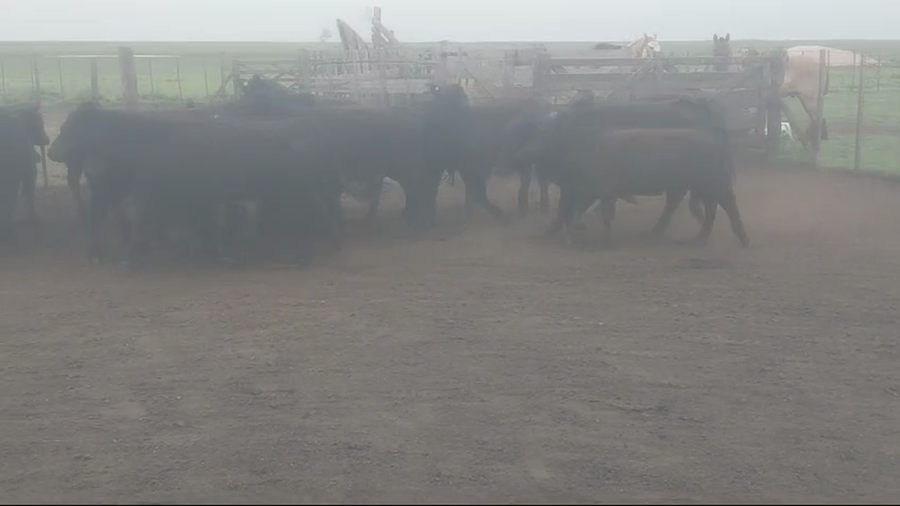 Lote 43 Terneros/as en Chillar