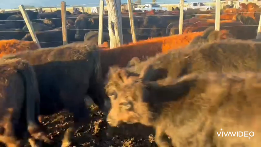 Lote 65 Terneras en Las Flores, Buenos Aires