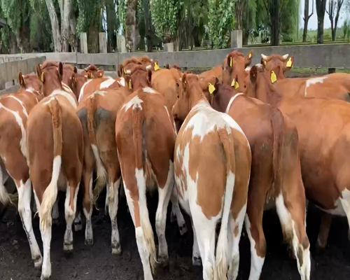 Lote 22 Vaquilla Engorda en Puerto Octay, X Región Los Lagos