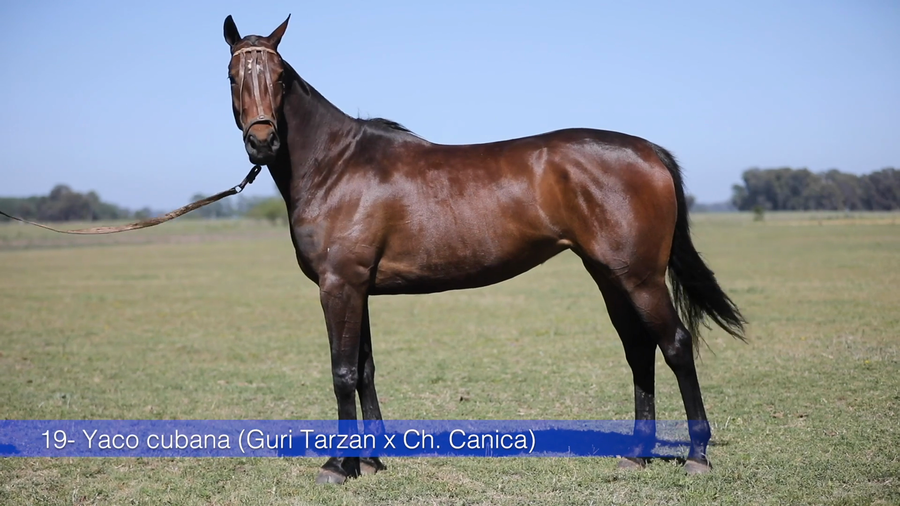 Lote YACO CUBANA (GURI TARZAN - CHAPALEUFU CANICA)