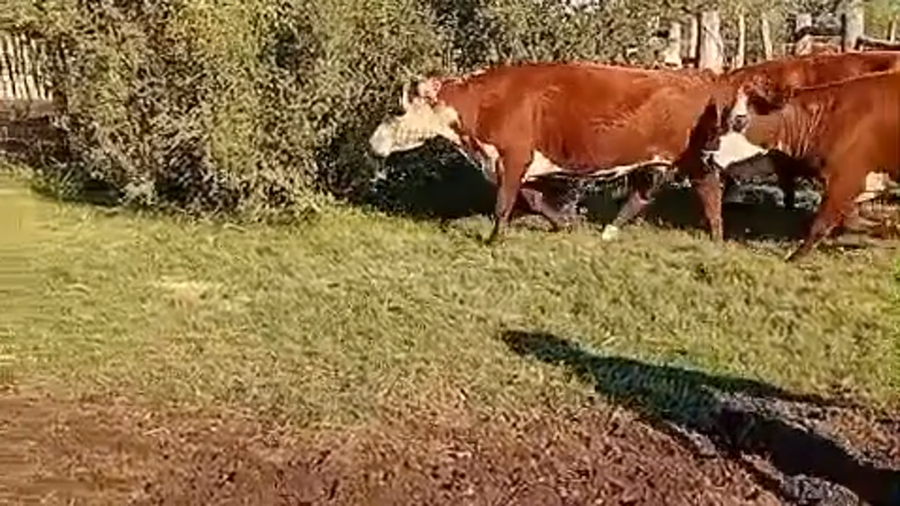 Lote 15 Vacas CUT preñadas en Corrientes, Perugorría