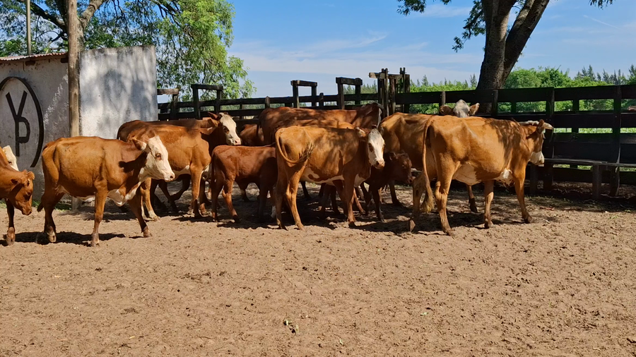 Lote 40 Vaquillonas C/ cria