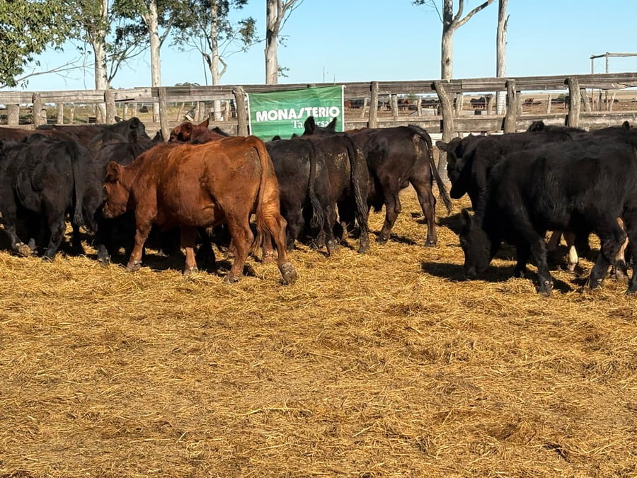 Lote 82 Novillitos en San Salvador - ER