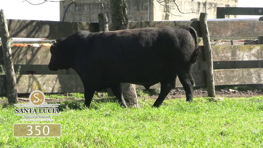 Lote Angus