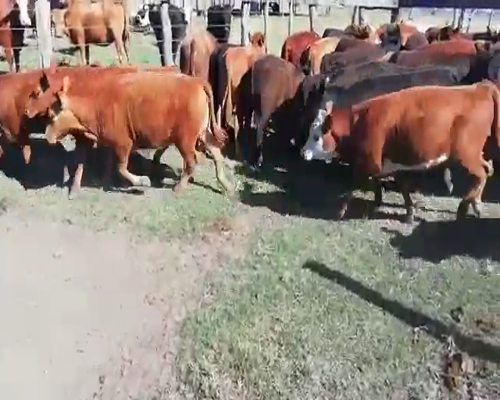 Lote 40 Terneros/as en Entre Ríos, Villaguay