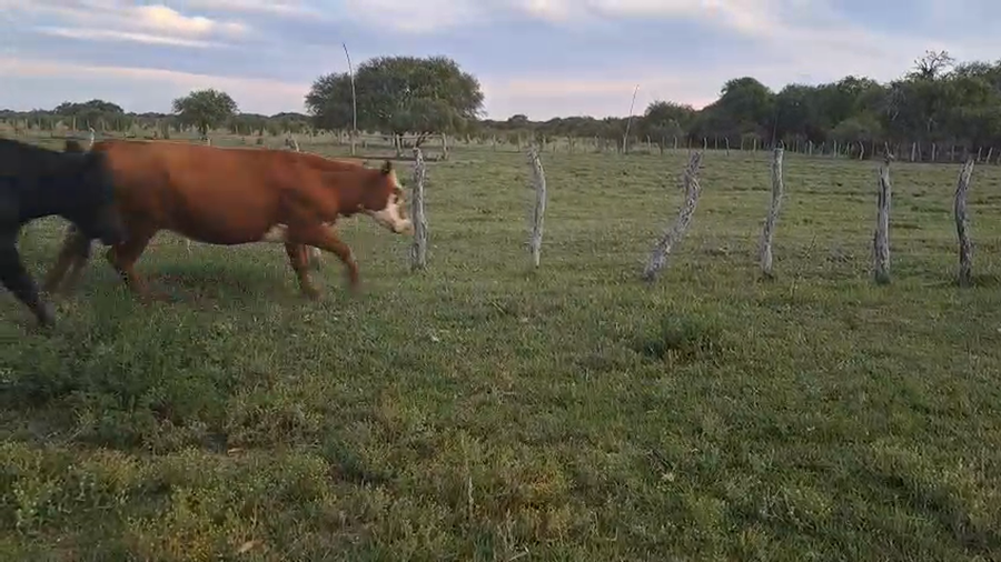 Lote 45 Vaquillonas de invernada en Entre Ríos, San José de Feliciano