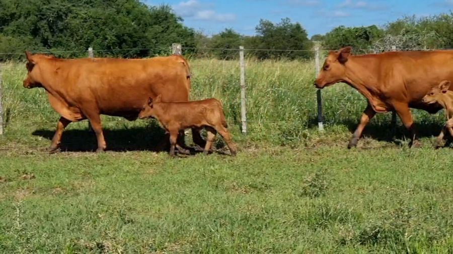 Lote 40 Vaquillonas C/ cria