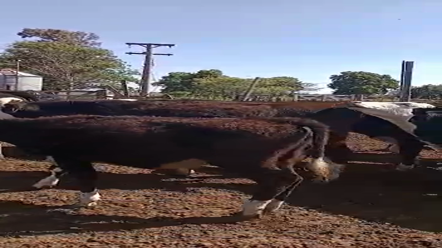 Lote 20 Terneros/as en Santa Fe, Colonia Tacurales