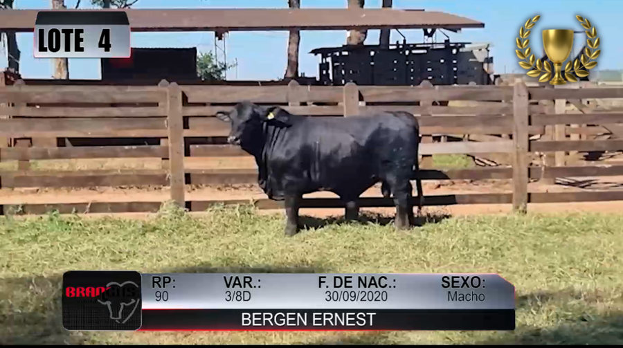 Lote Nacional de Otoño Brangus Campo - Lote 4