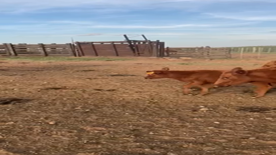 Lote 98 Piezas de cría en Tupambaé, Cerro Largo