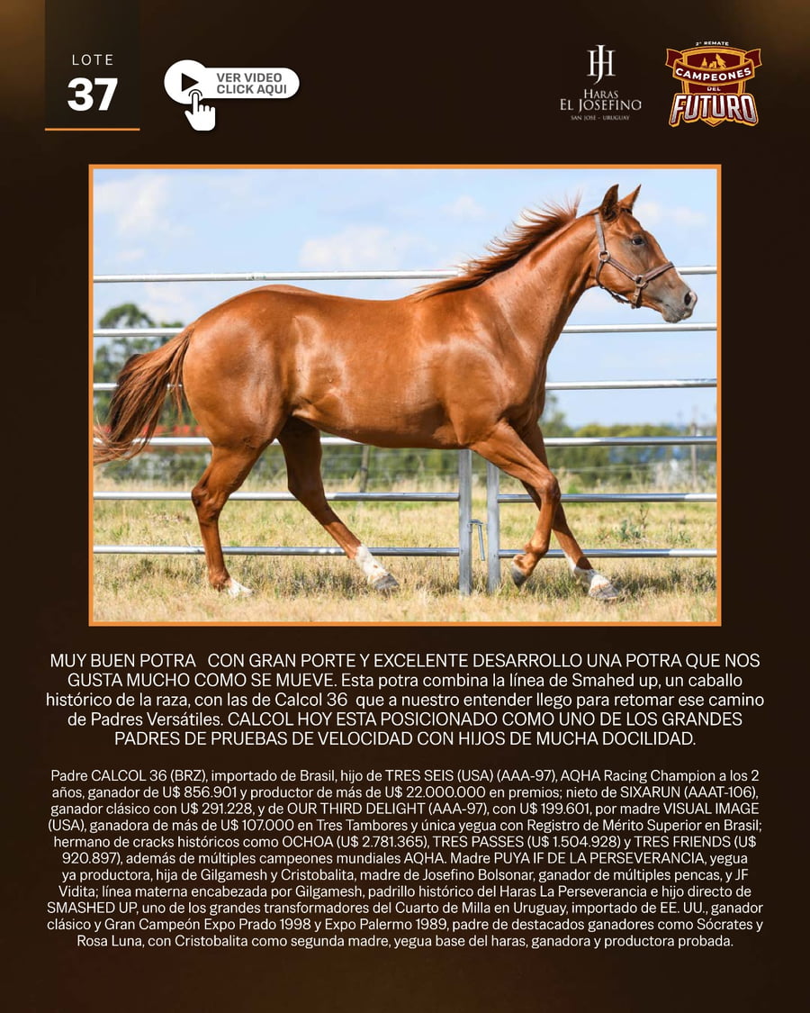 Lote ABUELA ANDREA JF