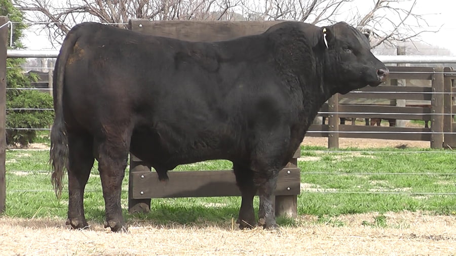 Lote TORO ANGUS PP
