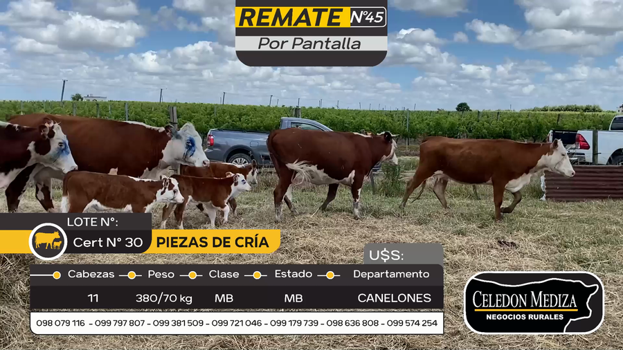 Lote 11 Piezas de cría en Parador Tajes, Canelones