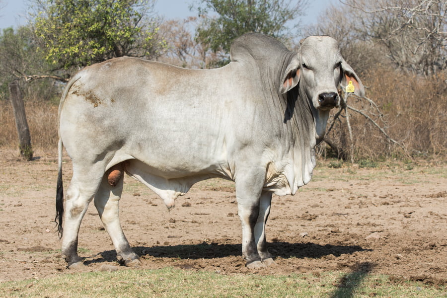 Lote Corral 17 - CABAÑA DON TOMAS